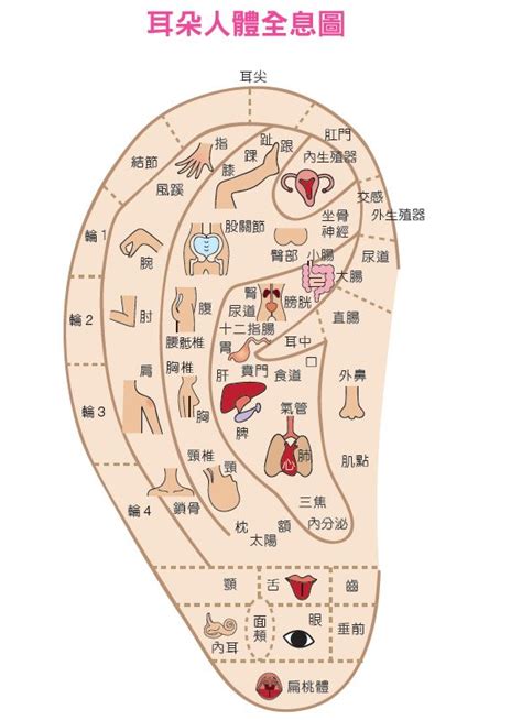 耳穴貼是什麼|漢方耳穴療法